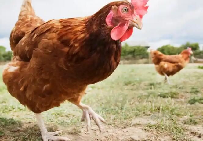 2021081213514568c77e4938764ed58ab7ceedf87b6e8a-8 2021081213514568c77e4938764ed58ab7ceedf87b6e8a-8