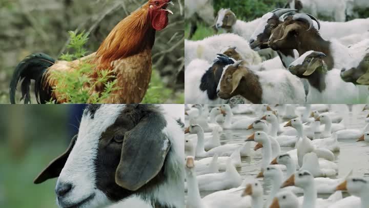 20211101163616edb7748fdbb64aecacf3a1a77ff40806-21