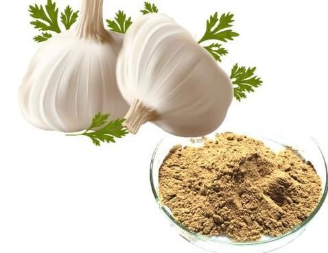 garlic-extract-allicin41269573069 Garlic Extract Allicin41269573069