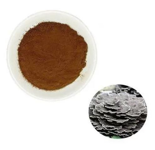 coriolus-versicolor-extract18486396158 Coriolus Versicolor Extract18486396158