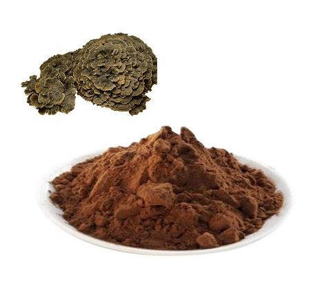 coriolus-versicolor-extract21213591367 Coriolus Versicolor Extract21213591367