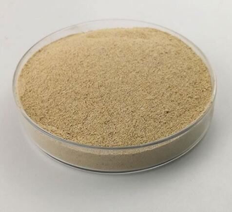 yeast-saccharomyces-cerevisiae21421626915 Yeast Saccharomyces Cerevisiae21421626915