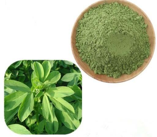 alfalfa-juice-powder29441608921 Alfalfa Juice Powder29441608921