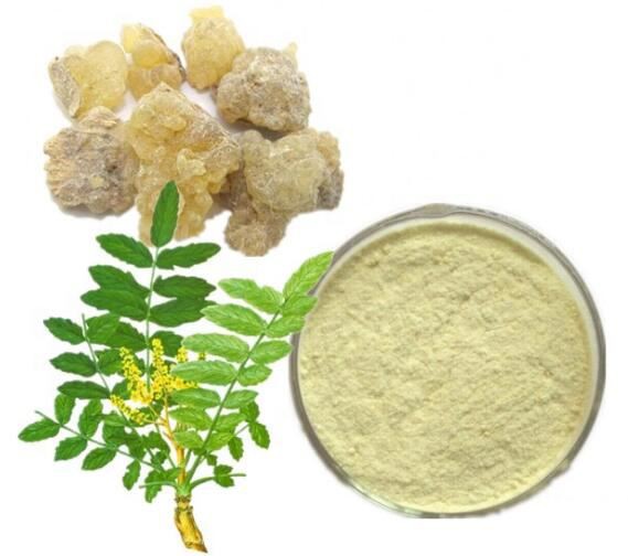boswellia-extract09111907540 Boswellia Extract09111907540