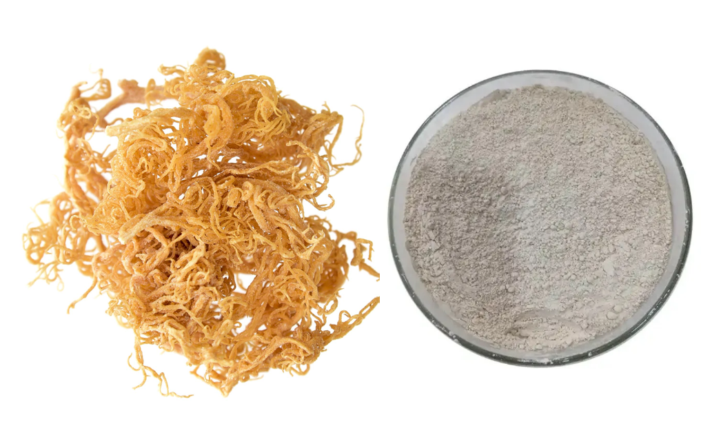 Polvere di muschio marino all'ingrosso