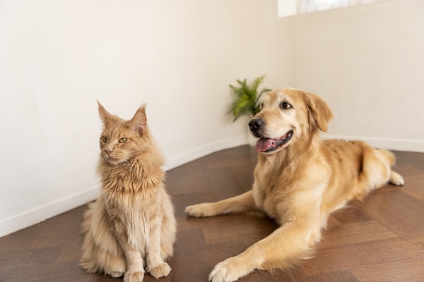 Gatto e cane