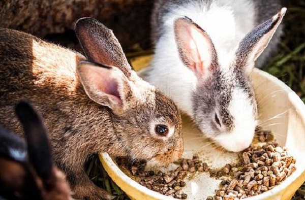 Cibo per conigli contenente farina di erba medica