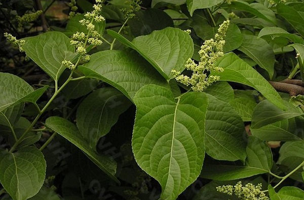 Produttore di celangulin