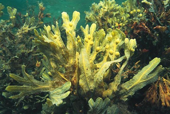 Alga bruna Kelp
