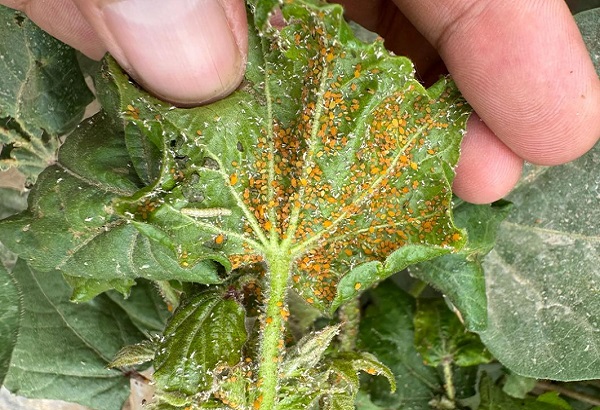 Caso di studio: l'allicina nelle soluzioni biologiche per il controllo dei parassiti.