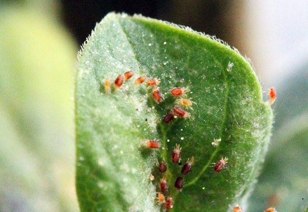 Come viene utilizzata la matrina in diverse colture: studi di caso