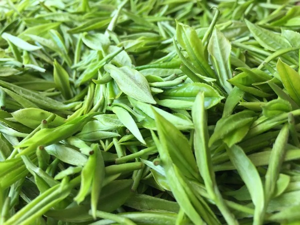 tè verde