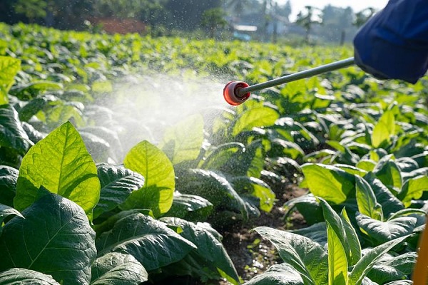 Perché gli insetticidi botanici stanno guadagnando quote di mercato: il valore strategico delle piretrine