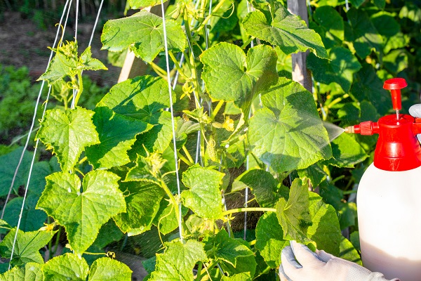Piretrine o olio di neem: qual è la migliore soluzione naturale per il controllo dei parassiti?