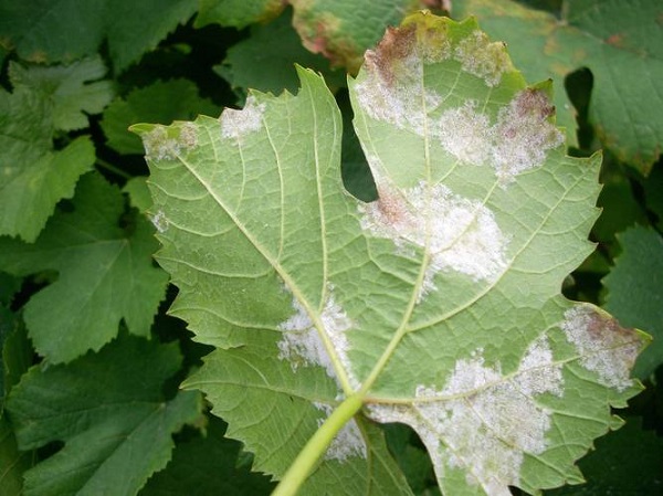 Peronospora