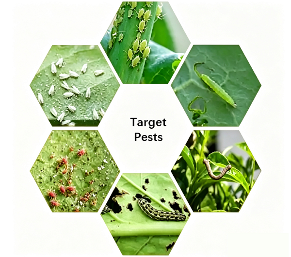 Estratto di Celastrus Angulatus: l'ingrediente pesticida biologico